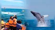 Perú inicia la temporada de avistamiento de ballenas 2026: fechas, lugares y cuánto cuesta el tour para observar estos cetáceos marinos