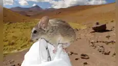 Un roedor de los Andes es el único mamífero capaz de vivir a 6700 metros, bajo temperaturas de congelación y casi sin oxígeno Un roedor de los Andes es el único mamífero capaz de vivir a 6700 metros, bajo temperaturas de congelación y casi sin oxígeno