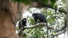 Una nueva especie para la ciencia: un mono que se escondía en la selva tropical del Congo