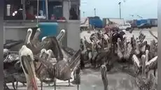 Cientos de pelícanos invaden terminal pesquero de Trujillo por falta de peces: temen riesgo sanitario Cientos de pelícanos invaden terminal pesquero de Trujillo por falta de peces: temen riesgo sanitario