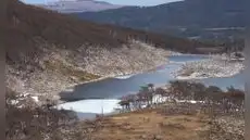 El experimento que salió mal en Argentina: liberaron este animal y ahora destruye los bosques milenarios de la Patagonia