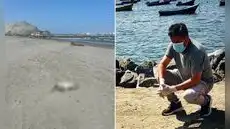Pelícanos mueren en playas de Trujillo por falta de alimento y biólogo alerta riesgo sanitario