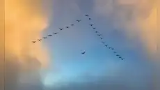Revelan el secreto del vuelo en formación "V" de las aves: ahorran más energía con un simple truco en sus alas