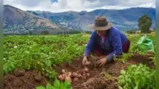Agricultura familiar que abastece el 70% de los alimentos del país está en riesgo ante un Niño muy fuerte