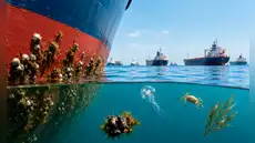 Más de 1.500 buques retenidos en Ormuz inquietan a los científicos: el tráfico marítimo podría dispersar especies invasoras