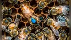 Científicos descubren un mecanismo oculto en el cerebro de las abejas que les asigna sus tareas
