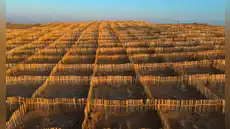 China no se rinde frente a la desertificación y ahora recurre al bambú para reforzar la Gran Muralla Verde