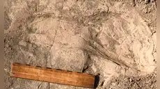 Unas huellas antiguas descubiertas en África sugieren cuerpos más grandes y comportamiento grupal entre los ancestros humanos
