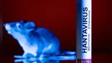 Chile activa alerta sanitaria por hantavirus mientras aumentan los fallecidos y preocupa la alta letalidad