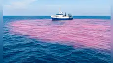 Científicos vierten 16.500 galones de soda cáustica y tiñen de rosa una parte del océano en un experimento contra el cambio climático