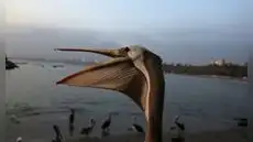 Pelícanos mueren de hambre en Chorrillos por escasez de anchoveta debido a fenómeno El Niño