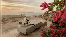 Llevaron cinco gatos a una isla para acabar con una plaga de ratones, pero provocaron la muerte de aves nativas por más de 70 años