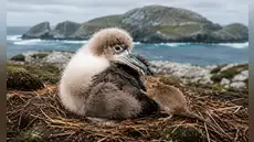 Ratones empezaron a devorar vivos a albatros en Sudáfrica: ahora científicos preparan la mayor erradicación jamás realizada