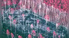 En los años 80, los científicos hicieron un experimento forestal y lo olvidaron: 30 años después, lo retomaron y el resultado los dejó sorprendidos