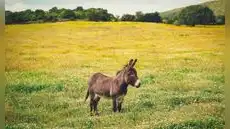 Hace 40 años devolvieron un asno salvaje al desierto y hoy ayuda a reforestar ecosistema Hace 40 años devolvieron un asno salvaje al desierto y hoy ayuda a reforestar ecosistema
