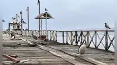 Alertan crisis marina: Pelícanos llegan a muelle de Huanchaco por falta de alimento