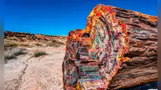 Hace más de 200 millones de años un bosque quedó enterrado: hoy sus troncos sorprenden con un increíble lienzo de colores