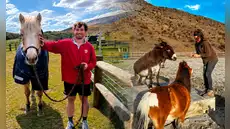 Buscan voluntarios para cuidar caballos, burros y otros animales rescatados en Nueva Zelanda: ofrecerán alojamiento gratis