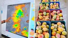 El Niño golpea Lambayeque: temperaturas de hasta 36 °C ponen en riesgo la producción de mango y palta