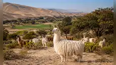 Dejó Lima para vivir en el desierto más árido de Perú: rebaño de llamas creó sorprendente ecosistema