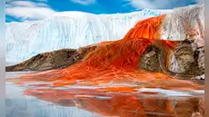 Las misteriosas "Cataratas de Sangre" de la Antártida esconden un secreto de casi 2 millones de años: hallan antigua vida marina