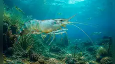 Mucho antes de la extinción de los dinosaurios, los camarones se expandieron por el mundo desde el Pacífico hace 125 millones de años