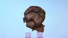 Arqueólogos turcos encontraron un pan de 8.600 años de antiguedad sorprendentemente bien conservado
