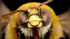 Una investigación revela que las abejas identifican rostros humanos procesando rasgos faciales como lo hacen las personas