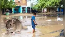 Leptospirosis en Perú alcanza cifra récord de muertes y hospitalizados en 2026: El Niño agravaría panorama