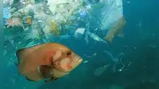 Científicos descubren una vida microscópica que vive sobre el plástico en el mar: “Es un nuevo ecosistema en el planeta”