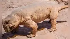El dinosaurio que sobrevivió a una de las mayores extinciones de la Tierra gracias a una sorprendente estrategia con sus huevos
