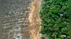 Brasil recibiría un mayor impacto de El Niño tras perder una vegetación dos veces mayor que toda Francia, según estudio