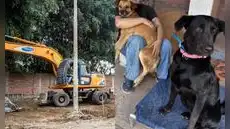 Denuncian demolición de refugio para perros abandonados en la Universidad Nacional Agraria La Molina