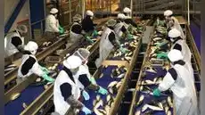 PBI creció 3,05% hasta junio, pero pesca y manufactura retrocedieron