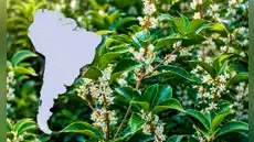 El árbol con uno de los mejores aromas del mundo se cultiva en Sudamérica: produce un ‘oro líquido’ que perfuma calles enteras