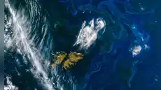 La NASA afirma que El Niño está alterando la vida marina: detectan disminución del fitoplancton en el Pacífico