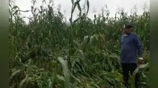 Ica: “Vientos Paracas” destruyen más de 60 hectáreas de cultivos de maíz en valle de Pisco