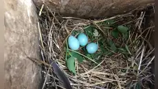 Muchas aves comenzaron a colocar plantas frescas en sus nidos: los científicos descubren que los pichones nacen más sanos