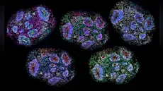 Un avance sin precedentes: científicos construyeron cerebros en miniatura que pueden percibir el paso del tiempo