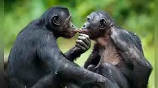 Unos investigadores descubrieron que 2 especies de primates pueden recordar a sus antiguos amigos: uno de ellos reconoció a su hermana después de 26 años de separación
