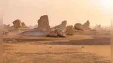 Un desierto de tiburones fue descubierto en el desierto de Egipto con 7 especies diferentes