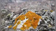 China identifica un bioindicador que podría revolucionar la búsqueda de tierras raras en todo el planeta