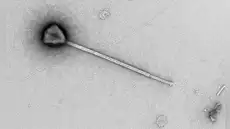 Descubren en el océano Pacífico un virus gigante con una cola 11 veces mayor que su cuerpo: podría usarla para aferrarse al plancton
