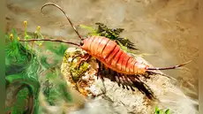 Un antiguo fósil de 324 millones de años revela que los primeros insectos que salieron del mar a tierra firme tenían 24 patas