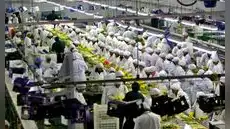 OCDE propone eliminar beneficio tributario de grandes agroexportadoras: pagan 15% de IR pese a su fuerte crecimiento