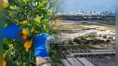 Buscan voluntarios para vivir gratis en Miami: ofrecen habitación y baño privados a cambio de cuidar bosques 20 horas por semana