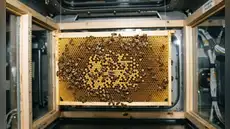 La NASA envió 3300 abejas al espacio para hacer panales sin gravedad: desde chocar contra las paredes hasta construir una estructura de 200 cm