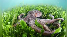 Italia busca el equilibrio marino: libera 130.000 pulpos en el mar Adriático para combatir la invasión del cangrejo azul