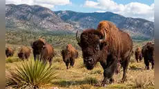 Llegaron en 2009 siendo solo 23 y ahora son 500: el experimento que regresó los bisontes a México tras desaparecer por la caza humana