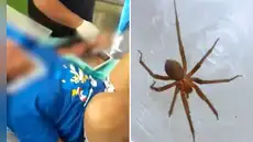 Menor fallece tras ser mordida por una araña en su vivienda: ataque le habría provocado insuficiencia renal aguda